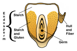 Corn Products