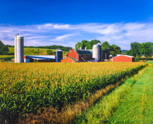 corn farm in Iowa