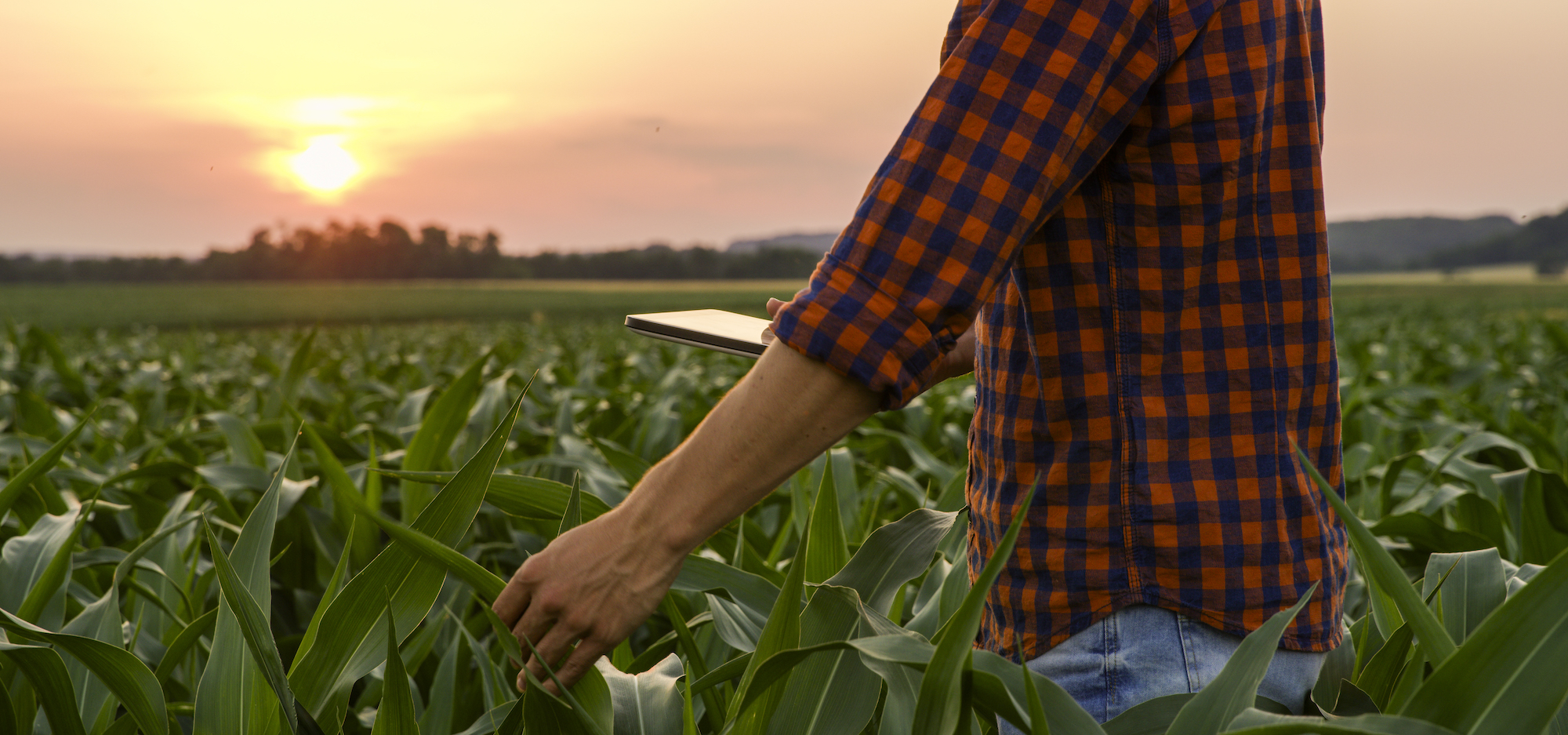 View of man on corn field | Corn Refiners Association