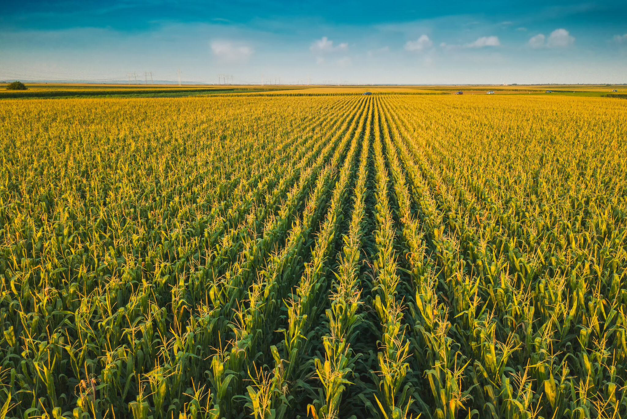 Aerial drone view of cultivated green corn field | Corn Refiners ...