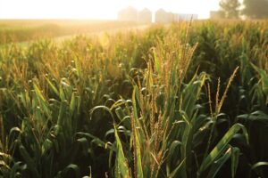 growing rows of corn in sunlight