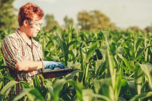 diverse farmer checks corn quality in the field