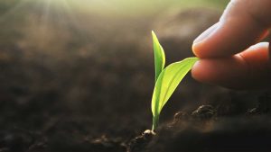 corn seedling growing sustainably