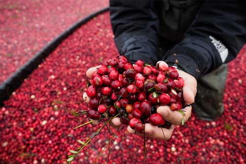 Justin Maroccia worked on a cranberry farm in college
