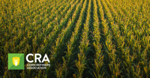 field of corn at sunset