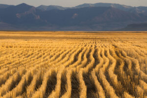 wheat field in Montana