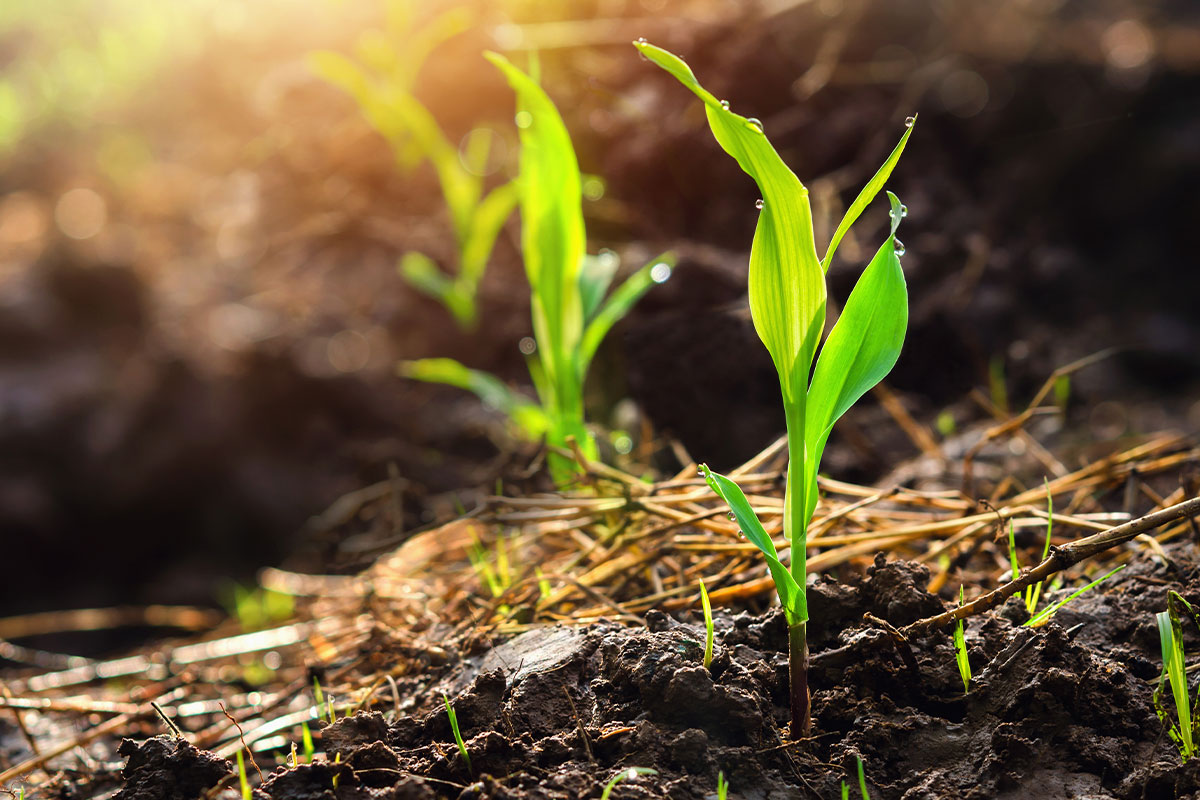 Corn-seedlings | Corn Refiners Association