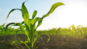 corn is used as a feedstock for many biobased products
