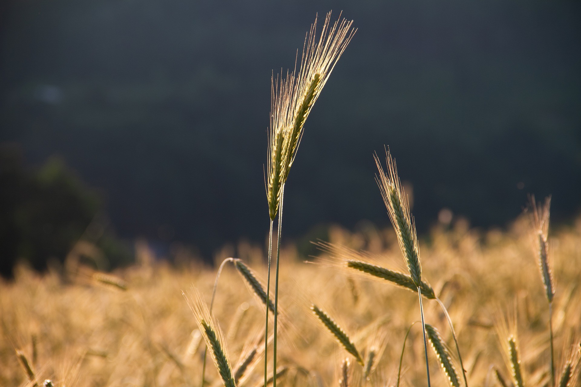 many different plant-based feedstocks can be processed in biorefineries to make consumer products